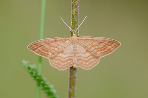 Idaea ochrata (Geometridae)  - Acidalie ocreuse Meuse [France] 30/06/2012 - 340m