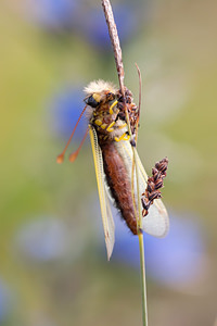 Libelloides longicornis (Ascalaphidae)  - Ascalaphe ambré Meuse [France] 30/06/2012 - 340m