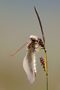 Libelloides longicornis (Ascalaphidae)  - Ascalaphe ambré Meuse [France] 30/06/2012 - 340m