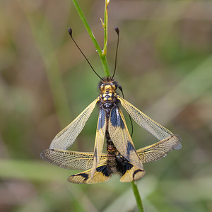 Libelloides longicornis (Ascalaphidae)  - Ascalaphe ambré Meuse [France] 30/06/2012 - 340m