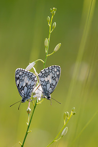 Melanargia galathea (Nymphalidae)  - Demi-Deuil, Échiquier, Échiquier commun, Arge galathée Meuse [France] 29/06/2012 - 340m