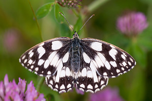 Melanargia galathea (Nymphalidae)  - Demi-Deuil, Échiquier, Échiquier commun, Arge galathée Meuse [France] 30/06/2012 - 340m