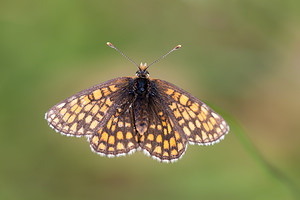 Melitaea aurelia (Nymphalidae)  - Mélitée des Digitales, Damier Aurélie Meuse [France] 30/06/2012 - 340m