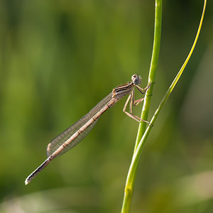 Platycnemis pennipes (Platycnemididae)  - Agrion à larges pattes, Pennipatte bleuâtre - White-legged Damselfly, Blue featherleg Meuse [France] 29/06/2012 - 340m