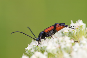 Stenurella bifasciata (Cerambycidae)  - Lepture de pique (femelle) Meuse [France] 29/06/2012 - 340m
