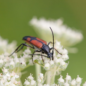 Stenurella bifasciata (Cerambycidae)  - Lepture de pique (femelle) Meuse [France] 29/06/2012 - 340m