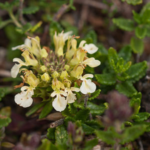Teucrium montanum (Lamiaceae)  - Germandrée des montagnes Meuse [France] 30/06/2012 - 340m