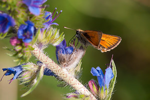 Thymelicus sylvestris (Hesperiidae)  - Hespérie de la Houque - Small Skipper Meuse [France] 29/06/2012 - 340m