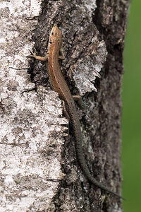 Zootoca vivipara (Lacertidae)  - Lézard vivipare - Viviparous Lizard Moselle [France] 02/06/2012 - 250m