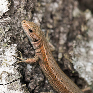 Zootoca vivipara (Lacertidae)  - Lézard vivipare - Viviparous Lizard Moselle [France] 02/06/2012 - 250m