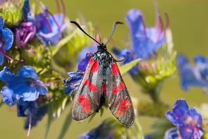 Zygaena filipendulae (Zygaenidae)  - Zygène du Pied-de-Poule, Zygène des Lotiers, Zygène de la Filipendule - Six-spot Burnet Meuse [France] 29/06/2012 - 340m