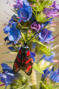 Zygaena filipendulae (Zygaenidae)  - Zygène du Pied-de-Poule, Zygène des Lotiers, Zygène de la Filipendule - Six-spot Burnet Meuse [France] 29/06/2012 - 340m