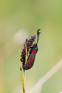 Zygaena filipendulae (Zygaenidae)  - Zygène du Pied-de-Poule, Zygène des Lotiers, Zygène de la Filipendule - Six-spot Burnet Meuse [France] 30/06/2012 - 340m