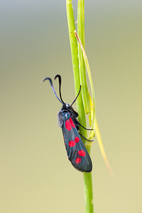 Zygaena viciae (Zygaenidae)  - Zygène des Thérésiens, Zygène de la Jarosse - New Forest Burnet Meuse [France] 30/06/2012 - 340m