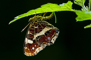 Araschnia levana (Nymphalidae)  - Carte géographique, Jaspé - Map Courtrai [Belgique] 28/07/2012 - 30m