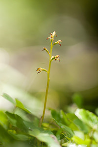 Corallorhiza trifida (Orchidaceae)  - Racine-de-corail, Corallorhize trifide, Coralline District d'Aigle [Suisse] 03/07/2012 - 1690m