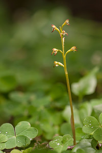 Corallorhiza trifida (Orchidaceae)  - Racine-de-corail, Corallorhize trifide, Coralline District d'Aigle [Suisse] 03/07/2012 - 1690mDepuis le temps que je voulais la voir en fleur?