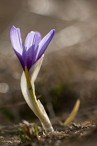 Crocus vernus (Iridaceae)  - Crocus de printemps, Crocus printanier, Crocus blanc - Spring Crocus Savoie [France] 04/07/2012 - 1940m