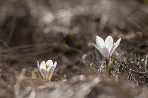 Crocus vernus (Iridaceae)  - Crocus de printemps, Crocus printanier, Crocus blanc - Spring Crocus Savoie [France] 04/07/2012 - 1940m