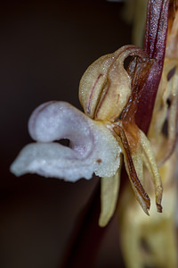 Epipogium aphyllum (Orchidaceae)  - Épipogon sans feuilles, Épipogium sans feuilles - Ghost Orchid Haute-Savoie [France] 06/07/2012 - 930m