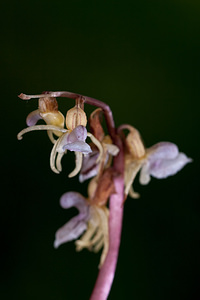 Epipogium aphyllum (Orchidaceae)  - Épipogon sans feuilles, Épipogium sans feuilles - Ghost Orchid Haute-Savoie [France] 06/07/2012 - 930m