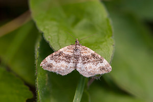 Epirrhoe rivata (Geometridae)  - Mélanippe claire - Wood Carpet Savoie [France] 05/07/2012 - 1620m