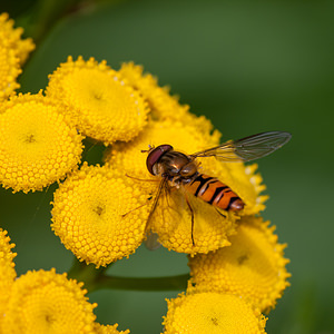 Episyrphus balteatus (Syrphidae)  - Syrphe ceinturé Courtrai [Belgique] 28/07/2012 - 30m