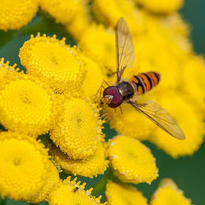 Episyrphus balteatus (Syrphidae)  - Syrphe ceinturé Courtrai [Belgique] 28/07/2012 - 30m