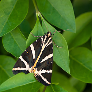 Euplagia quadripunctaria (Erebidae)  - Écaille chinée - Jersey Tiger Nord [France] 23/07/2012 - 40m