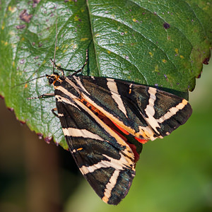 Euplagia quadripunctaria (Erebidae)  - Écaille chinée - Jersey Tiger Nord [France] 23/07/2012 - 40m