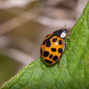 Harmonia axyridis (Coccinellidae)  - Coccinelle asiatique, Coccinelle arlequin - Harlequin ladybird, Asian ladybird, Asian ladybeetle Nord [France] 21/07/2012 - 30mforme succinea