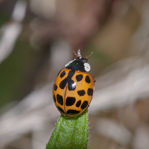 Harmonia axyridis (Coccinellidae)  - Coccinelle asiatique, Coccinelle arlequin - Harlequin ladybird, Asian ladybird, Asian ladybeetle Nord [France] 21/07/2012 - 30mforme succinea