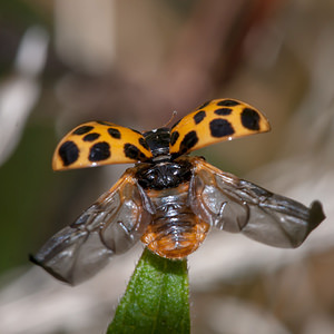 Harmonia axyridis (Coccinellidae)  - Coccinelle asiatique, Coccinelle arlequin - Harlequin ladybird, Asian ladybird, Asian ladybeetle Nord [France] 21/07/2012 - 30mforme succinea