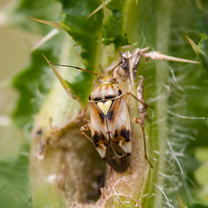 Lygus pratensis (Miridae)  Nord [France] 21/07/2012 - 30m