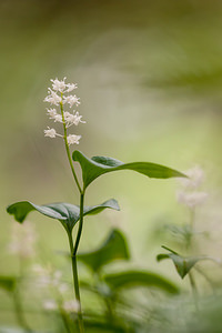 Maianthemum bifolium Maïanthème à deux feuilles, Petit muguet à deux fleurs, Petit muguet May Lily