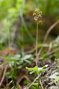 Neottia cordata (Orchidaceae)  - Néottie cordée, Listère à feuilles cordées, Listère à feuilles en coeur, Listère cordée - Lesser Twayblade District d'Aigle [Suisse] 03/07/2012 - 1690m