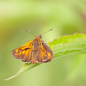 Ochlodes sylvanus (Hesperiidae)  - Sylvaine, Sylvain, Sylvine Nord [France] 21/07/2012 - 30m