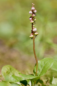 Pyrola minor (Ericaceae)  - Pyrole mineure, Petite pyrole - Common Wintergreen Haute-Savoie [France] 04/07/2012 - 1210m