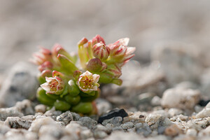 Sedum atratum subsp. atratum (Crassulaceae)  - Orpin noirâtre Saint-Maurice [Suisse] 04/07/2012 - 1980m