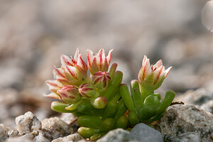 Sedum atratum subsp. atratum (Crassulaceae)  - Orpin noirâtre Saint-Maurice [Suisse] 04/07/2012 - 1980m