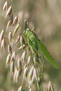 Tettigonia viridissima (Tettigoniidae)  - Grande Sauterelle verte, Sauterelle verte (des prés),  Tettigonie verte, Sauterelle à coutelas - Great Green Bush Cricket Marne [France] 07/07/2012 - 110m