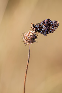 Boloria dia (Nymphalidae)  - Petite Violette, Nacré violet - Weaver's Fritillary Meuse [France] 18/08/2012 - 320m