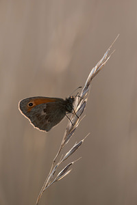 Coenonympha pamphilus (Nymphalidae)  - Fadet commun, Procris, Petit Papillon des foins, Pamphile - Small Heath Vosges [France] 18/08/2012 - 370m