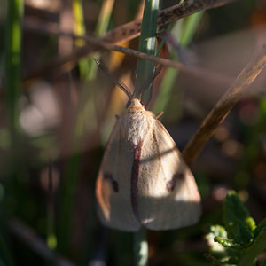 Diacrisia sannio (Erebidae)  - Bordure ensanglantée, Roussette - Clouded Buff Meuse [France] 18/08/2012 - 330m