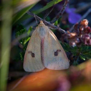 Diacrisia sannio (Erebidae)  - Bordure ensanglantée, Roussette - Clouded Buff Meuse [France] 18/08/2012 - 330m