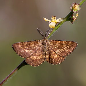 Ematurga atomaria (Geometridae)  - Phalène picotée - Common Heath Marne [France] 16/08/2012 - 170m