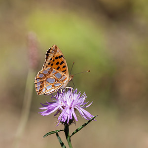 Issoria lathonia (Nymphalidae)  - Petit Nacré, Latonia, Lathone - Queen of Spain Fritillary Meuse [France] 18/08/2012 - 320m