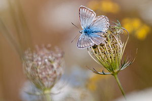 Lysandra coridon (Lycaenidae)  - Argus bleu-nacré - Chalk-hill Blue Marne [France] 16/08/2012 - 170m