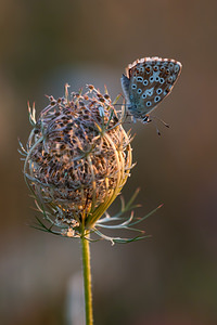 Lysandra coridon (Lycaenidae)  - Argus bleu-nacré - Chalk-hill Blue Meuse [France] 17/08/2012 - 340m