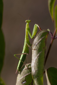 Mantis religiosa (Mantidae)  - Mante religieuse - Praying Mantis Meuse [France] 17/08/2012 - 330m